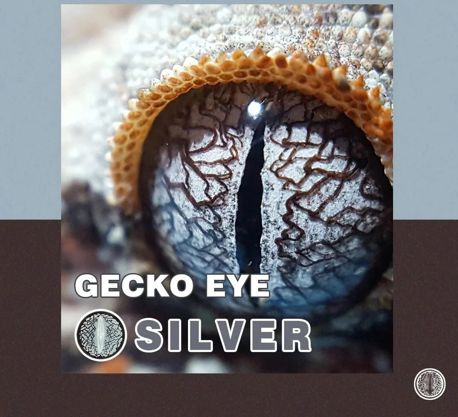 Silver Lizard Eye - Image 3